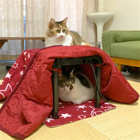 こたつの中でちんこたつ|猫が大好きな『こたつ』使用する際に気をつけるべき3つのこと